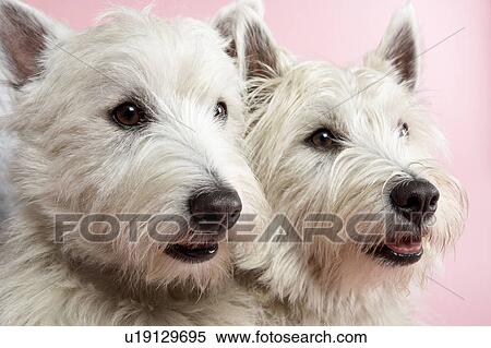 Two West Highland Terrier Dogs In Studio View Large Photo Image Stock Photography - Two West Highland Terrier Dogs In Studio. Fotosearch
