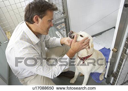Stock Image - Vet Checking Dog In Pen. Fotosearch
