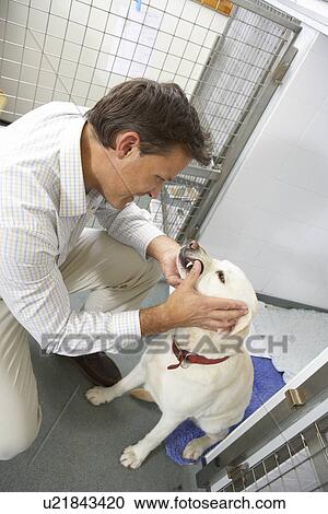 Vet Checking Dog In Pen View Large Photo Image Stock Image - Vet Checking Dog In Pen. Fotosearch