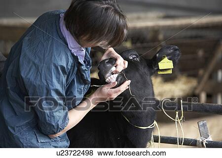 Stock Photo - Vet Examining Calf. Fotosearch