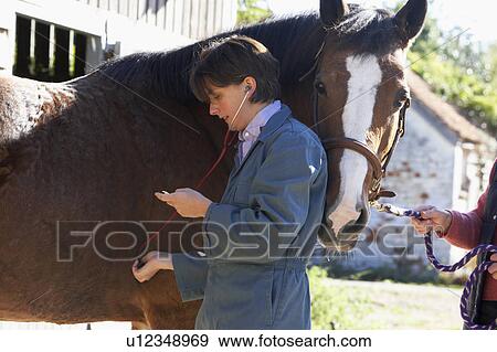 Stock Photo - Vet Examining Horse With Stethescope. Fotosearch