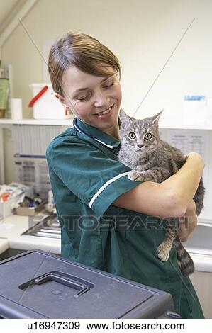 Stock Photo - Vet Holding Cat In Surgery. Fotosearch