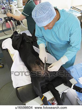Picture - Vet Operating On Dog. Fotosearch