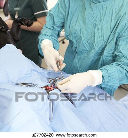 Stock Image - Vet Operating On Dog. Fotosearch