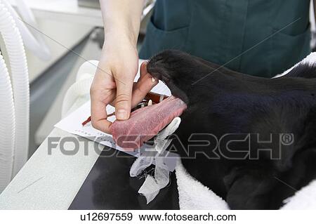 Vet Operating On Dog View Large Photo Image Stock Photo - Vet Operating On Dog. Fotosearch