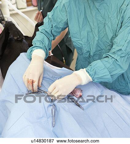 Vet Operating On Dog View Large Photo Image Stock Photo - Vet Operating On Dog. Fotosearch