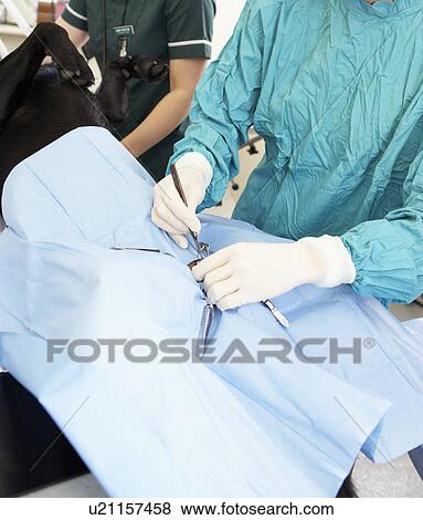 Vet Operating On Dog View Large Photo Image Stock Photo - Vet Operating On Dog. Fotosearch