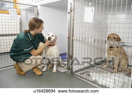 Vetinary Nurse Checking Sick Animals In Pens View Large Photo Image Picture - Vetinary Nurse Checking Sick Animals In Pens. Fotosearch