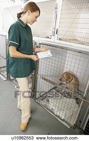 Vetinary Nurse Checking Sick Animals In Pens View Large Photo Image Stock Image - Vetinary Nurse Checking Sick Animals In Pens. Fotosearch