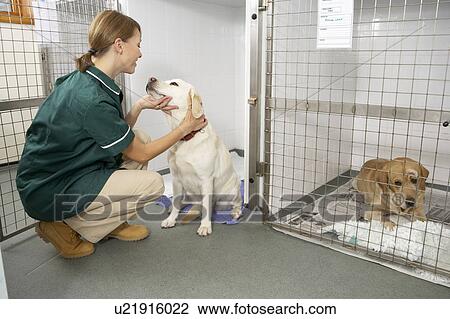 Vetinary Nurse Checking Sick Animals In Pens View Large Photo Image Stock Image - Vetinary Nurse Checking Sick Animals In Pens. Fotosearch