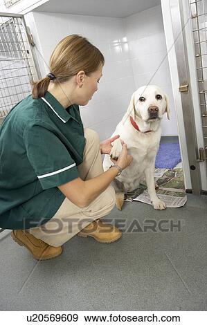 Stock Photo - Vetinary Nurse Checking Sick Animals In Pens. Fotosearch