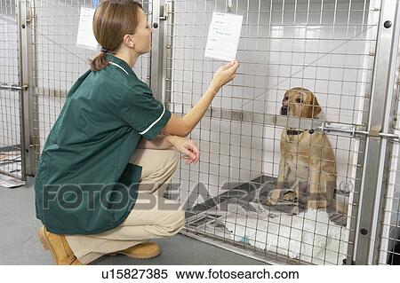 Stock Photography - Vetinary Nurse Checking Sick Animals In Pens. Fotosearch