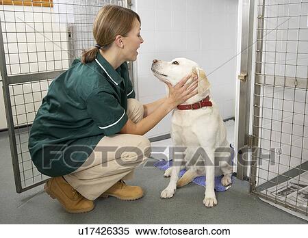Vetinary Nurse Checking Sick Animals In Pens View Large Photo Image Stock Photography - Vetinary Nurse Checking Sick Animals In Pens. Fotosearch
