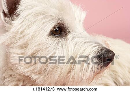 West Highland Terrier Dog In Studio View Large Photo Image Stock Image - West Highland Terrier Dog In Studio. Fotosearch