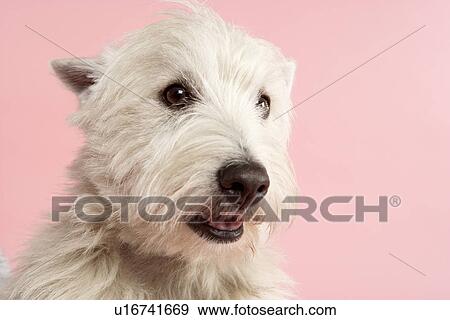 West Highland Terrier Dog In Studio View Large Photo Image Stock Photo - West Highland Terrier Dog In Studio. Fotosearch