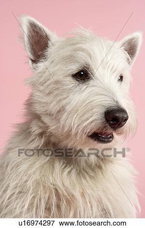Stock Photo - West Highland Terrier Dog In Studio. Fotosearch
