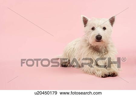 West Highland Terrier Dog In Studio View Large Photo Image Stock Photo - West Highland Terrier Dog In Studio. Fotosearch