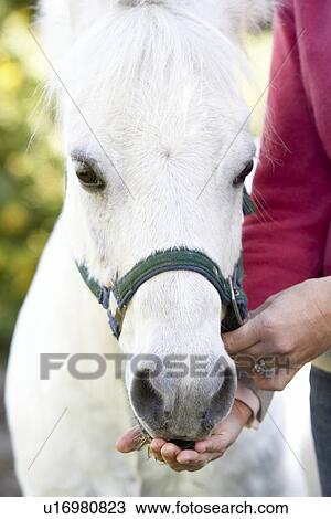 Woman Feeding Pony View Large Photo Image Stock Image - Woman Feeding Pony. Fotosearch