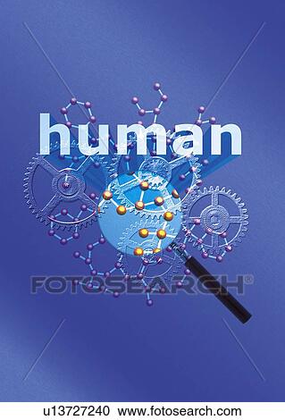 Stock Image - Gear wheels and magnifying glass with word of "human", CG, composition. Fotosearch