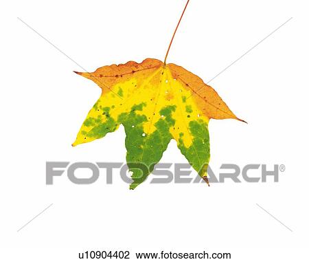 Stock Image - A Maple Leaf, Close Up. Fotosearch