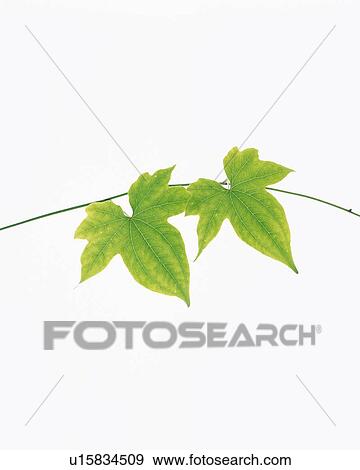 Stock Photo - A Pair of Leaves, Close Up, Copy Space. Fotosearch