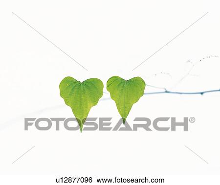 Stock Photograph - A Pair of Pothos Leaves, Close Up, Copy Space. Fotosearch