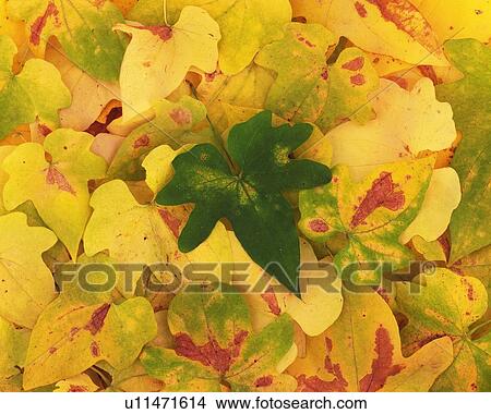 Dead Leaves, Close Up View Large Photo Image Picture - Dead Leaves, Close Up. Fotosearch