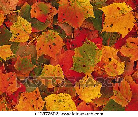 Stock Image - Dead Leaves, Close Up. Fotosearch