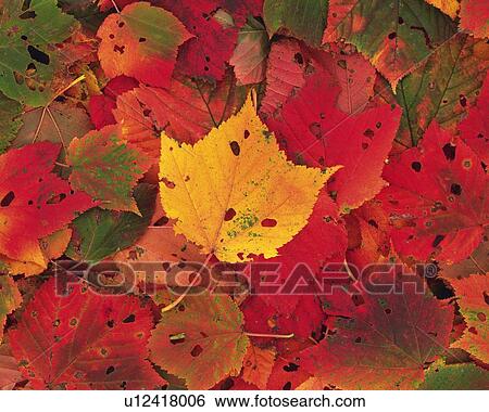 Stock Photograph - Dead Leaves, Close Up. Fotosearch