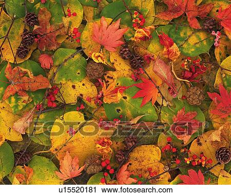 Dead Leaves, High Angle View View Large Photo Image Stock Image - Dead Leaves, High Angle View. Fotosearch