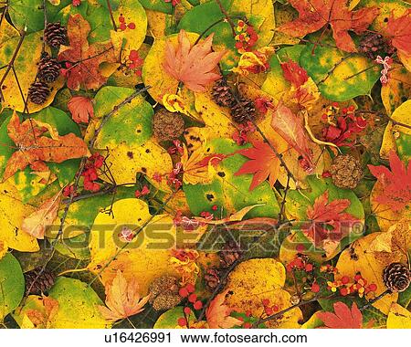 Stock Image - Dead Leaves, High Angle View. Fotosearch