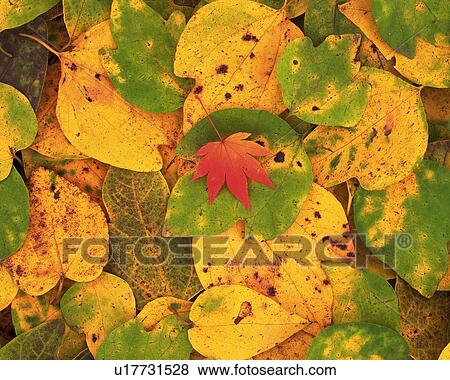 Dead Leaves, High Angle View View Large Photo Image Stock Photo - Dead Leaves, High Angle View. Fotosearch