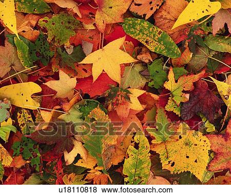 Stock Photo - Dead Leaves, High Angle View. Fotosearch