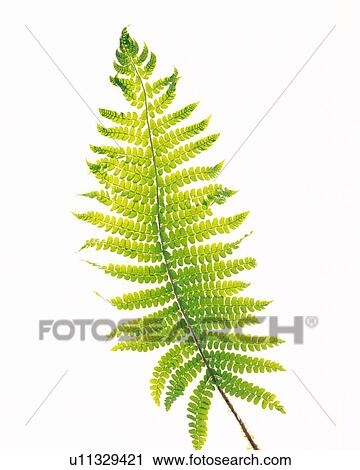 Fern Leaf, Close Up, Copy Space View Large Photo Image Stock Image - Fern Leaf, Close Up, Copy Space. Fotosearch