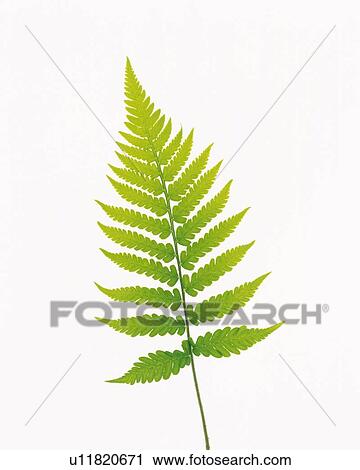 Fern Leaf, Close Up, Copy Space View Large Photo Image Stock Image - Fern Leaf, Close Up, Copy Space. Fotosearch