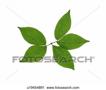 Stock Image - Five Green Leaves, High Angle View. Fotosearch