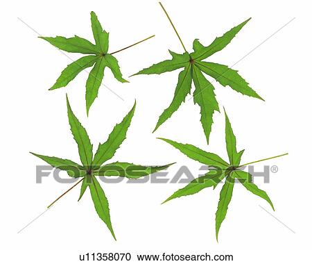 Four Maple Leaves, High Angle View View Large Photo Image Stock Image - Four Maple Leaves, High Angle View. Fotosearch