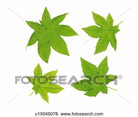 Four Maple Leaves, High Angle View View Large Photo Image Stock Photo - Four Maple Leaves, High Angle View. Fotosearch