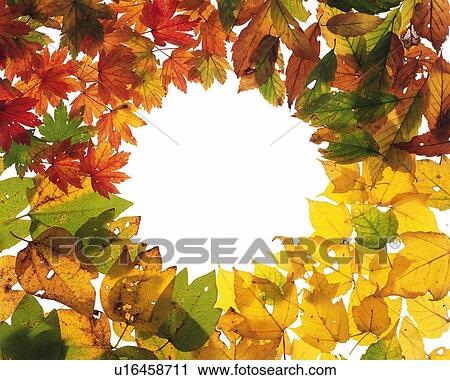 Frame of the Dead Leaves, High Angle View View Large Photo Image Stock Image - Frame of the Dead Leaves, High Angle View. Fotosearch
