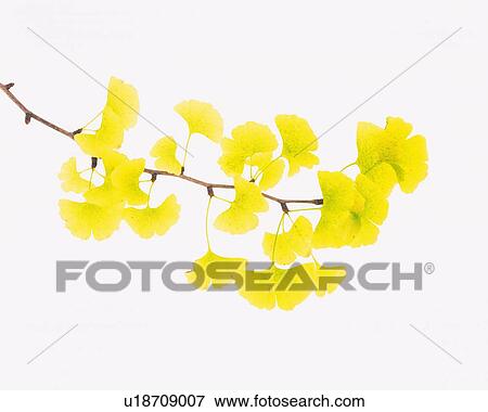 Stock Photo - Ginkgo Leaves, High Angle View. Fotosearch