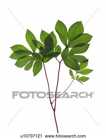 Stock Image - Green Leaves, Close Up. Fotosearch