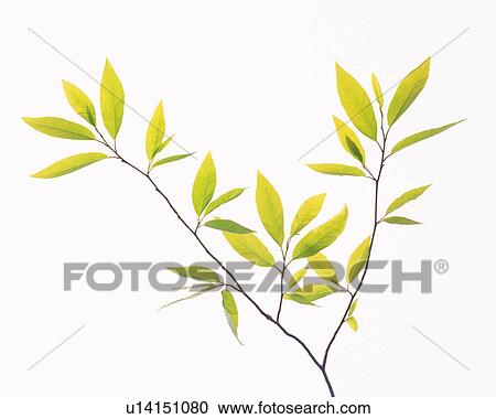 Green Leaves, Close Up View Large Photo Image Stock Image - Green Leaves, Close Up. Fotosearch