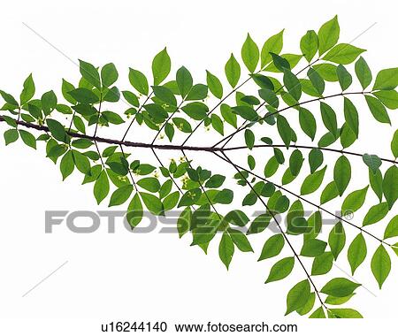 Stock Image - Green Leaves, Close Up. Fotosearch