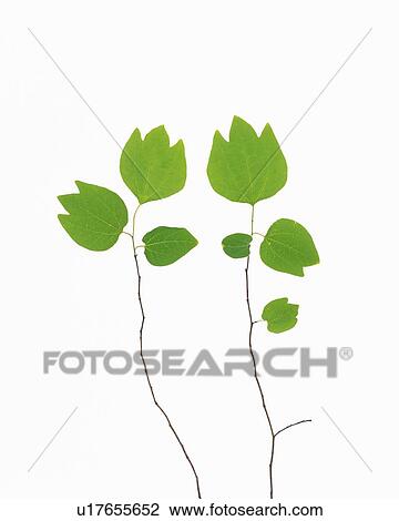 Stock Image - Green Leaves, Close Up. Fotosearch