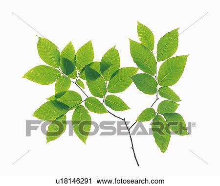 Green Leaves, Close Up View Large Photo Image Stock Image - Green Leaves, Close Up. Fotosearch