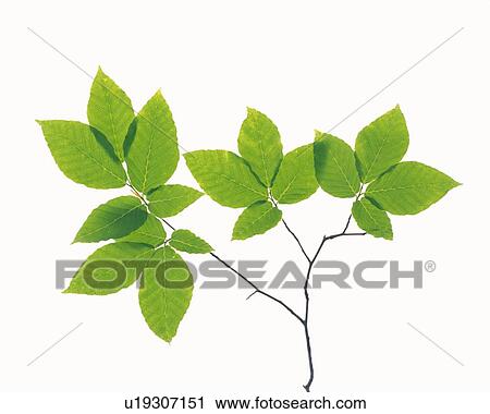 Green Leaves, Close Up View Large Photo Image Stock Image - Green Leaves, Close Up. Fotosearch