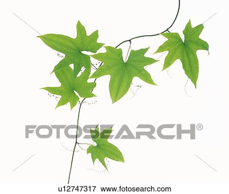 Stock Photo - Green Leaves, Close Up. Fotosearch
