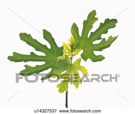 Green Leaves, Close Up View Large Photo Image Stock Photo - Green Leaves, Close Up. Fotosearch