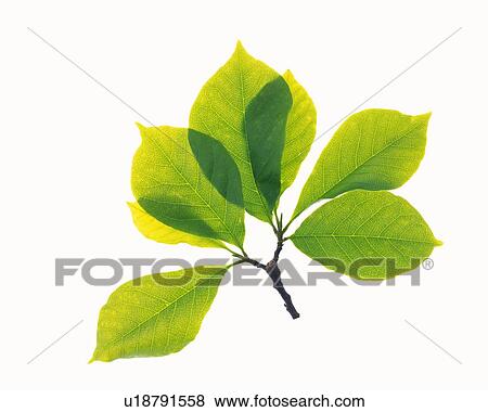Stock Photo - Green Leaves, Close Up. Fotosearch