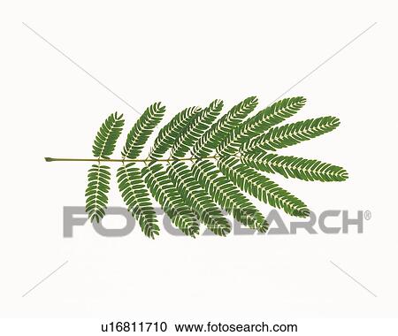 Stock Image - Green Leaves, High Angle View. Fotosearch